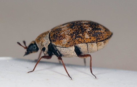 Carpet Beetle crawling.