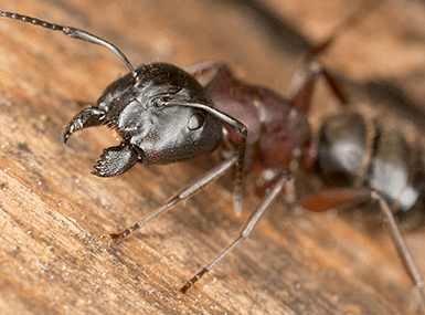 Carpenter Ant on wood.