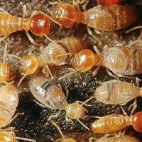 Colony of termites.