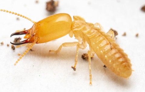 Yellow termite crawling on bits off wood debris.