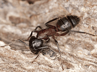 Carpenter Ant crawling on wood.