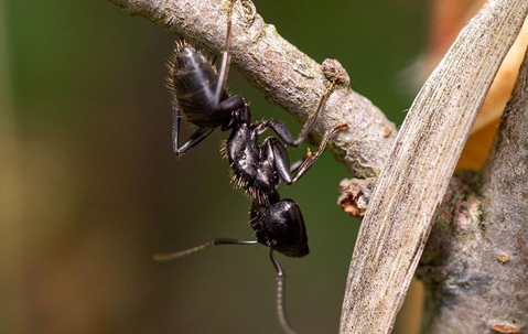 Carpenter Ant crawling on a twig.