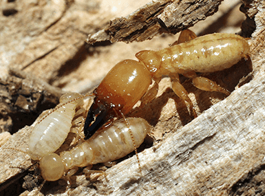 Termite infested wood.