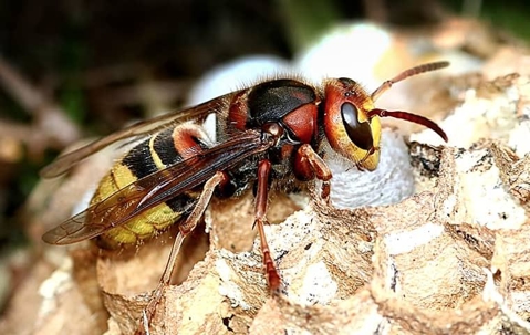 Hornet on a nest.