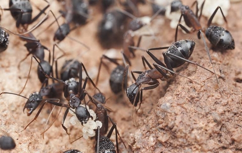 Colony of ants.