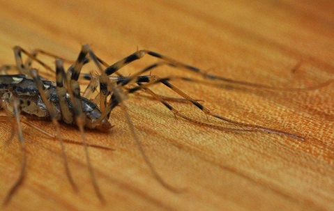 House centipede crawling on a hard wood floor.