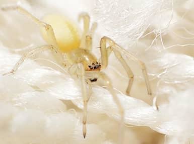 Yellow Sac Spider crawling on a rope.