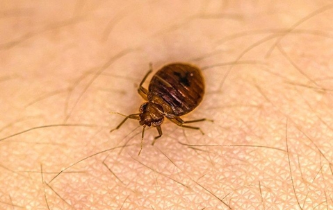 Bed bug crawling on someone's skin.