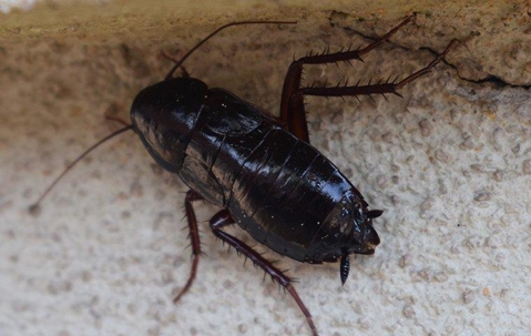 Oriental Cockroach crawling on a stone wall.
