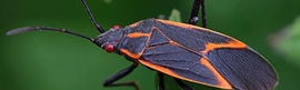 Boxelder Bugs