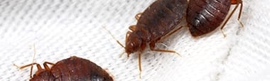 Bed Bugs