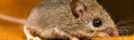 Rodents