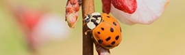 Lady Bugs