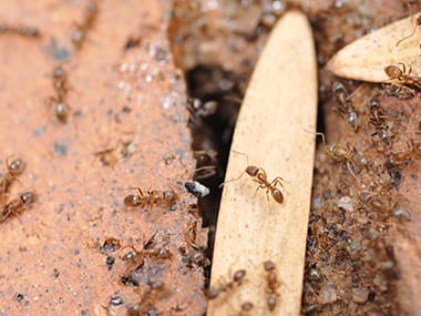 Argentine Ants