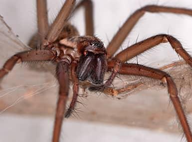 Spider Explodes When Falling Problems Fall Spiders Bring Inside With Them | Quik-Kill