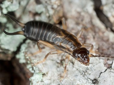 Earwigs