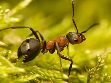 Field Ants