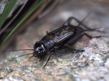 Learn More About Field Crickets field cricket in a streator illinois yard