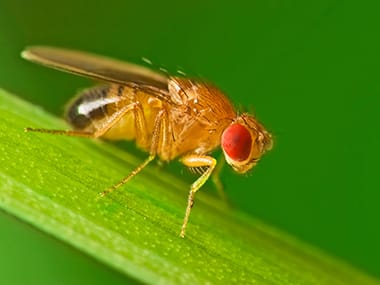 Learn More About Fruit Flies fruit fly on a blade of grass in davenport iowa
