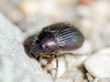 Learn More About Ground Beetles ground beetle in a dwight illinois home