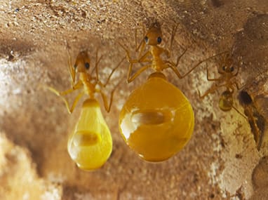 Learn More About Honey Ants honey ant hanging in their nest under a dwight, il home