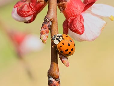 Learn More About Lady Beetles lady beetle in lasalle illinois