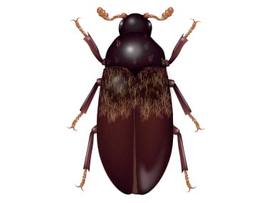 Learn More About Larder Beetles illustration of larder beetle