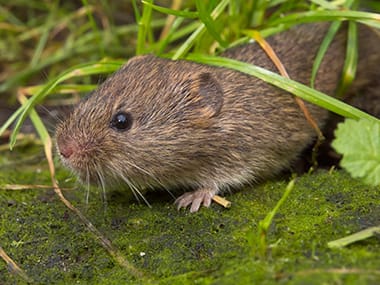 Meadow Voles