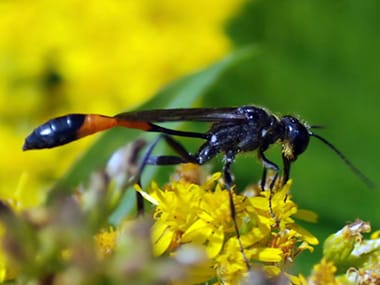 Mud Dauber Wasps