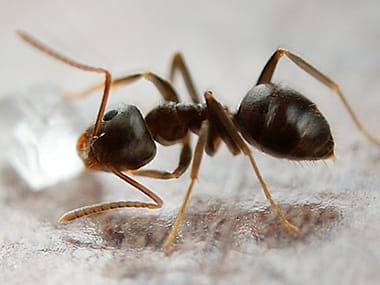 Odorous House Ants
