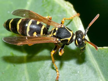Learn More About Paper Wasps paper wasp on a leaf looking for food in streator