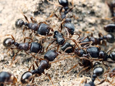 Pavement Ants