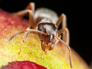 Pharaoh Ants