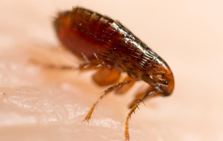 Late Summer Flea Prevention Tips For Moline Homeowners | Quik-Kill - Summer Flea Prevention Methods